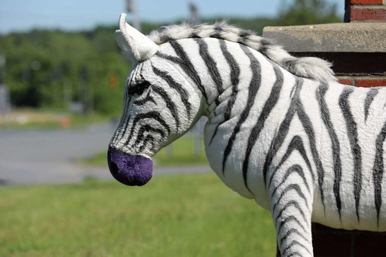 Stuffed zebra earns its stripes at Schodack Police Station