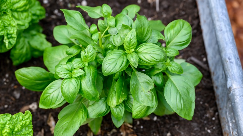 Helpful tips for growing basil to ensure a bountiful harvest