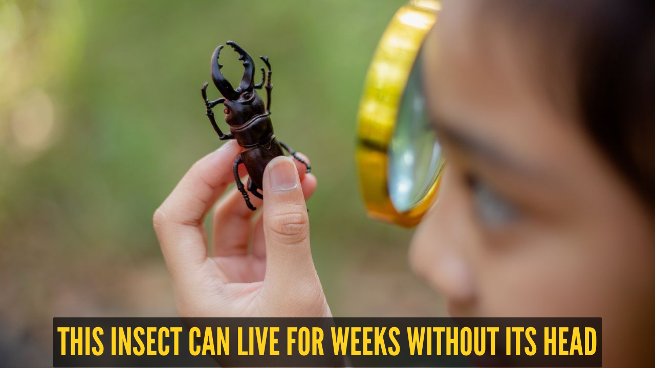Fact of the day: This insect can live for weeks without its head