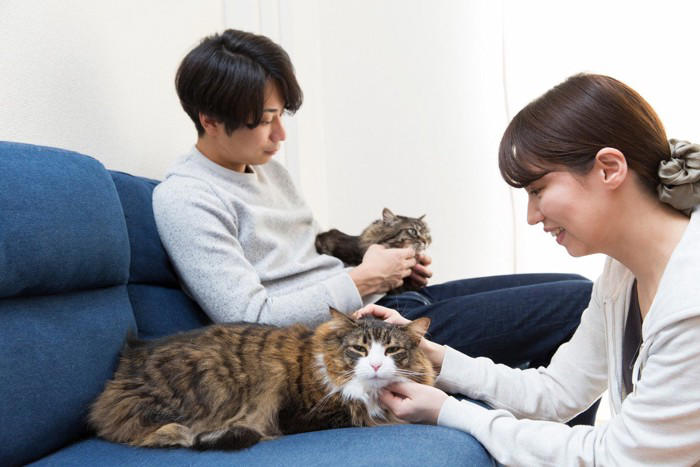 猫の多頭飼いで避けるべき『仲の取り持ち方』3選 逆効果になりうる理由や正しい接し方も解説