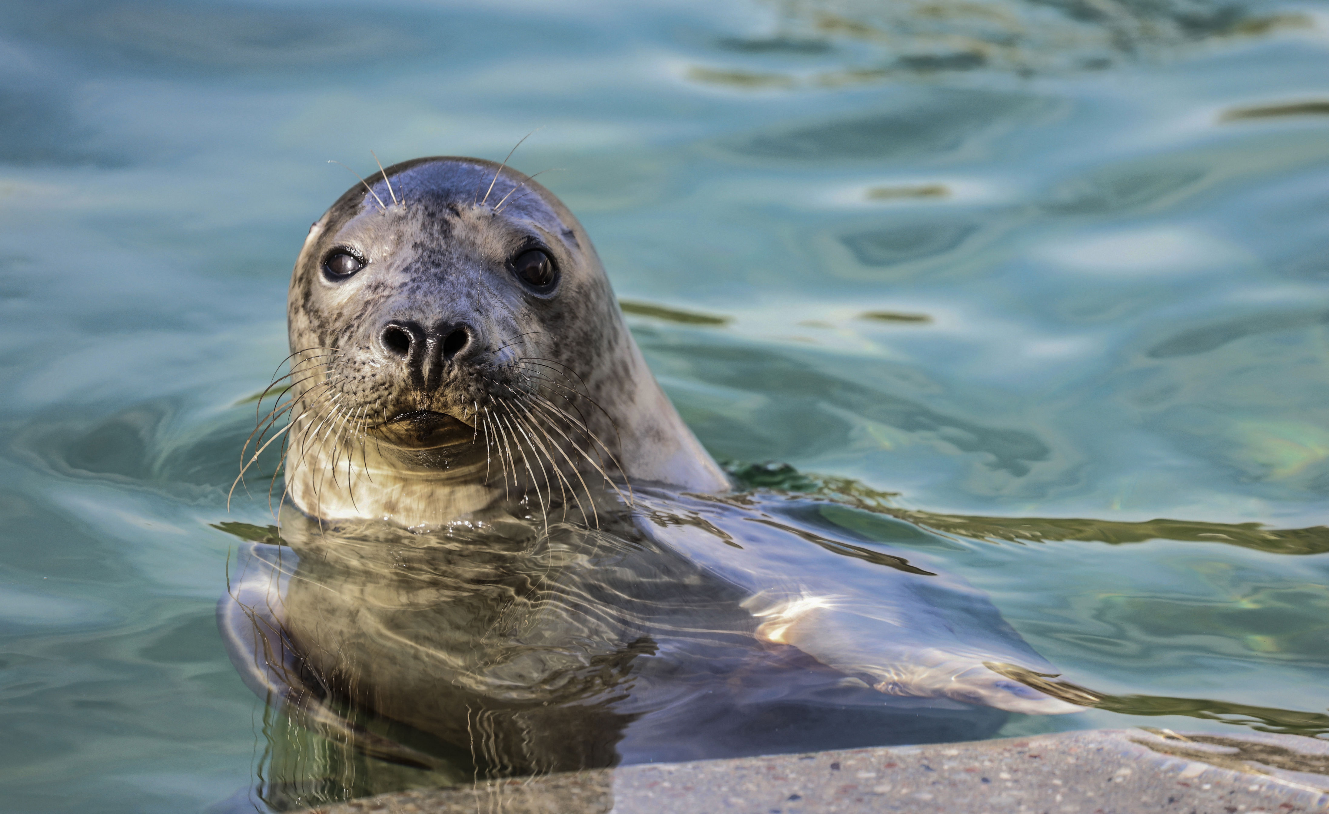 As Scots are asked to vote on new animals for Bank of England notes, an ...