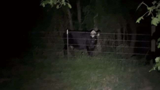 Moo-FO? Cow with ‘alien face’ makes nighttime checks spooky