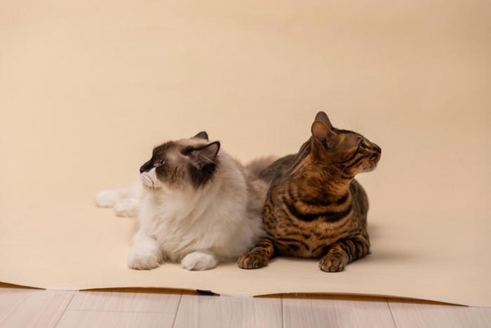 猫の多頭飼いで避けるべき『仲の取り持ち方』3選 逆効果になりうる理由や正しい接し方も解説
