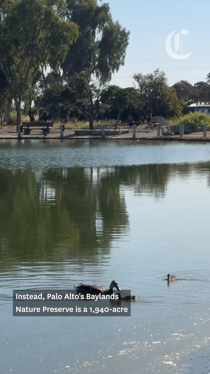 This top Bay Area bird-watching spot was nearly paved over
