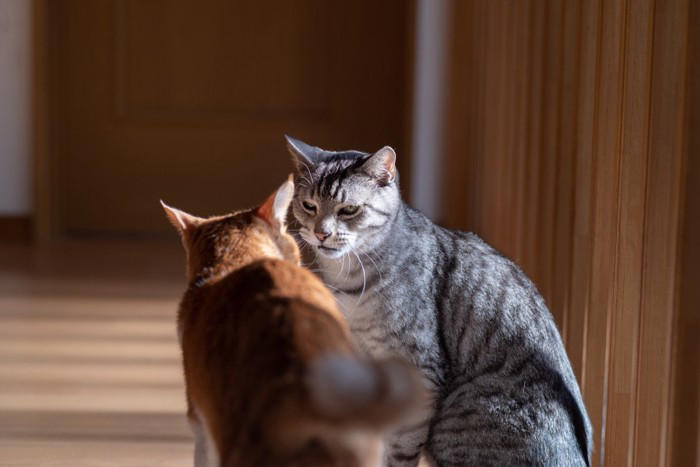 猫の多頭飼いで避けるべき『仲の取り持ち方』3選 逆効果になりうる理由や正しい接し方も解説