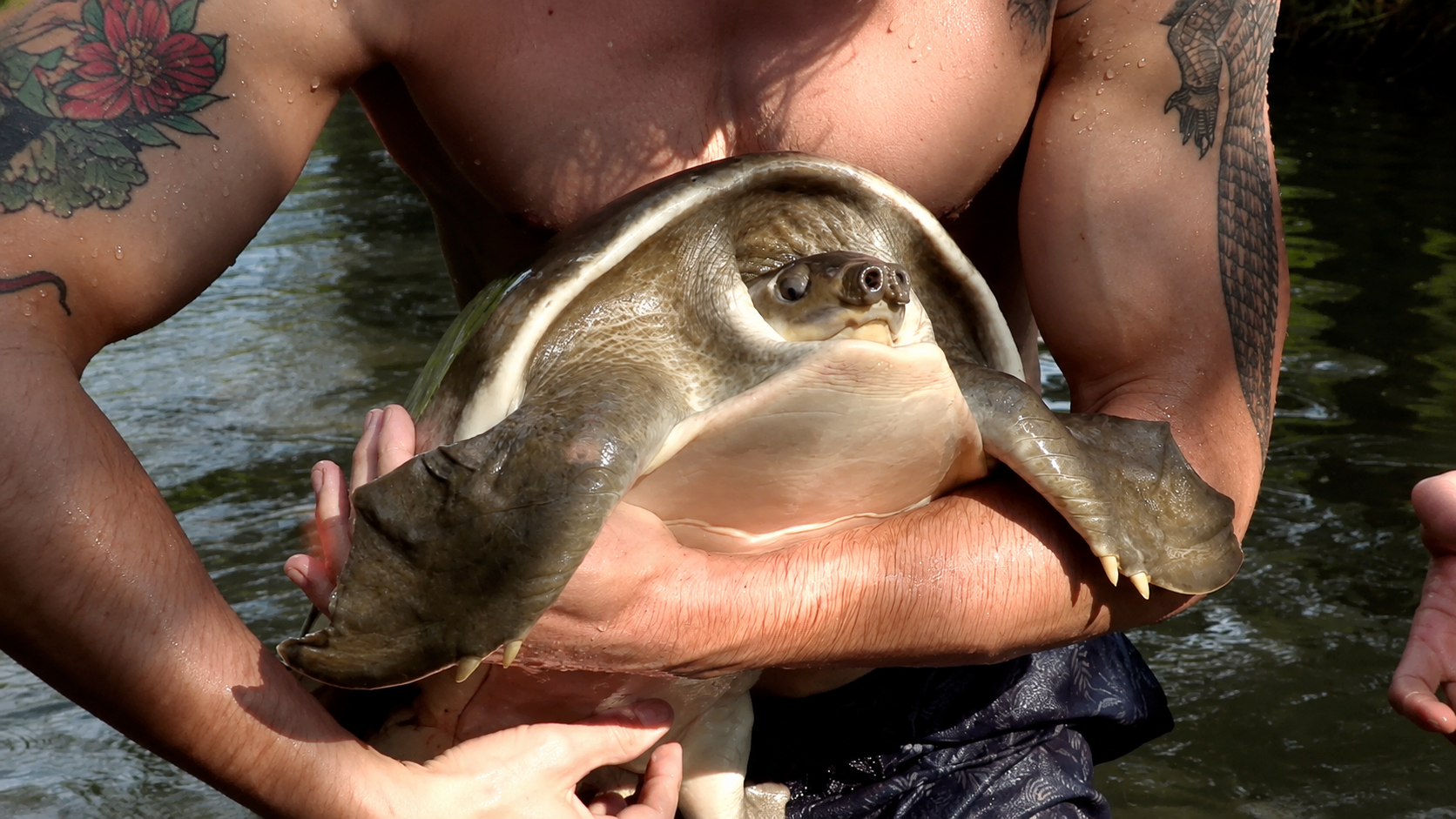 The rare turtle hunt that turned into a wild find