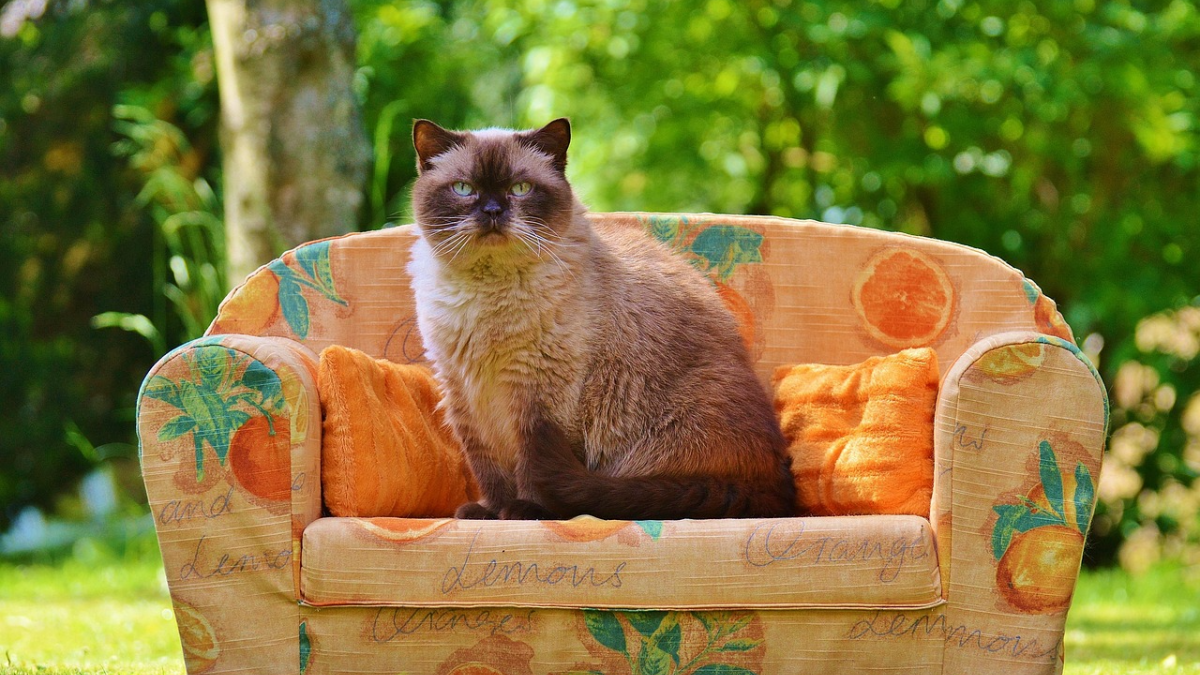 14 cat breeds you should never underestimate, no matter how well ...