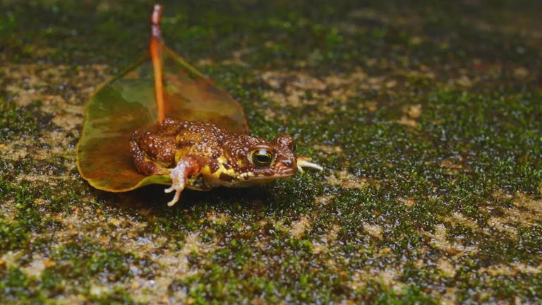 From endemic snakes to bioluminescent forests: 4 monsoon activities in ...
