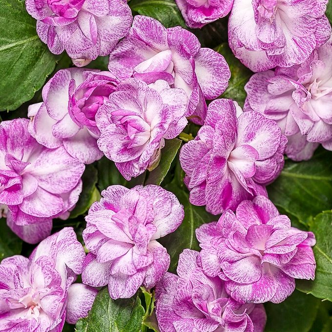 Pw Impatiens Rockapulco Wisteria