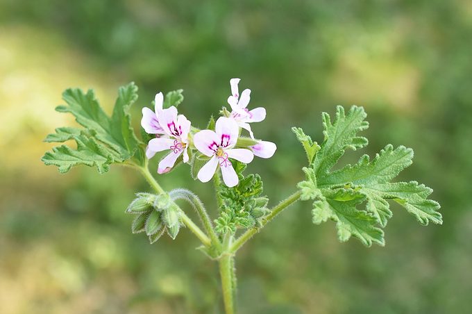 Lemon Scented Geranium