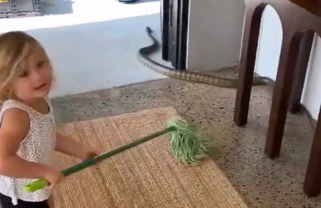 Australian dad calmly teaches young daughter how to remove python from ...