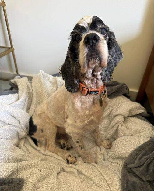 How Mr. Pickles came back from severe neglect