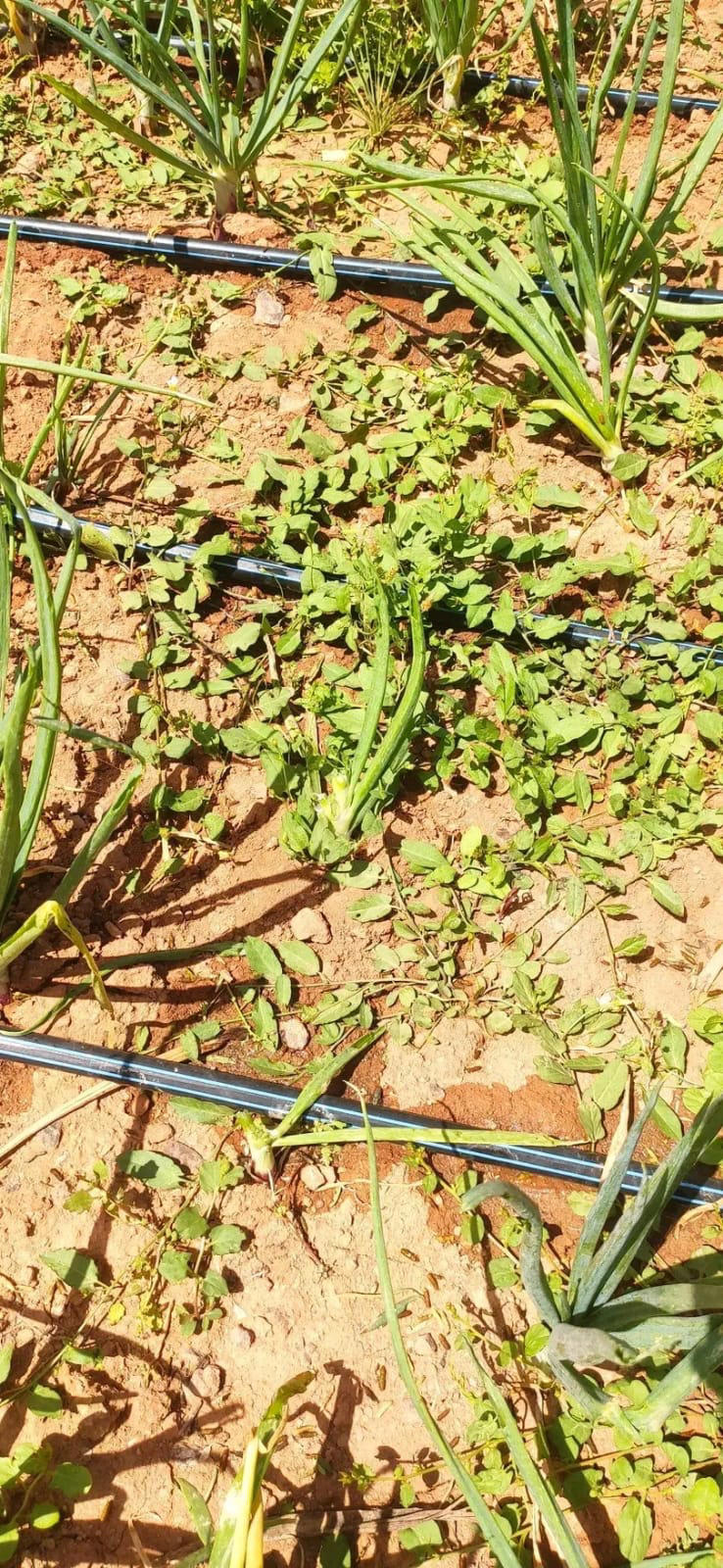 Desert locusts threaten Errachidia oases and date harvest