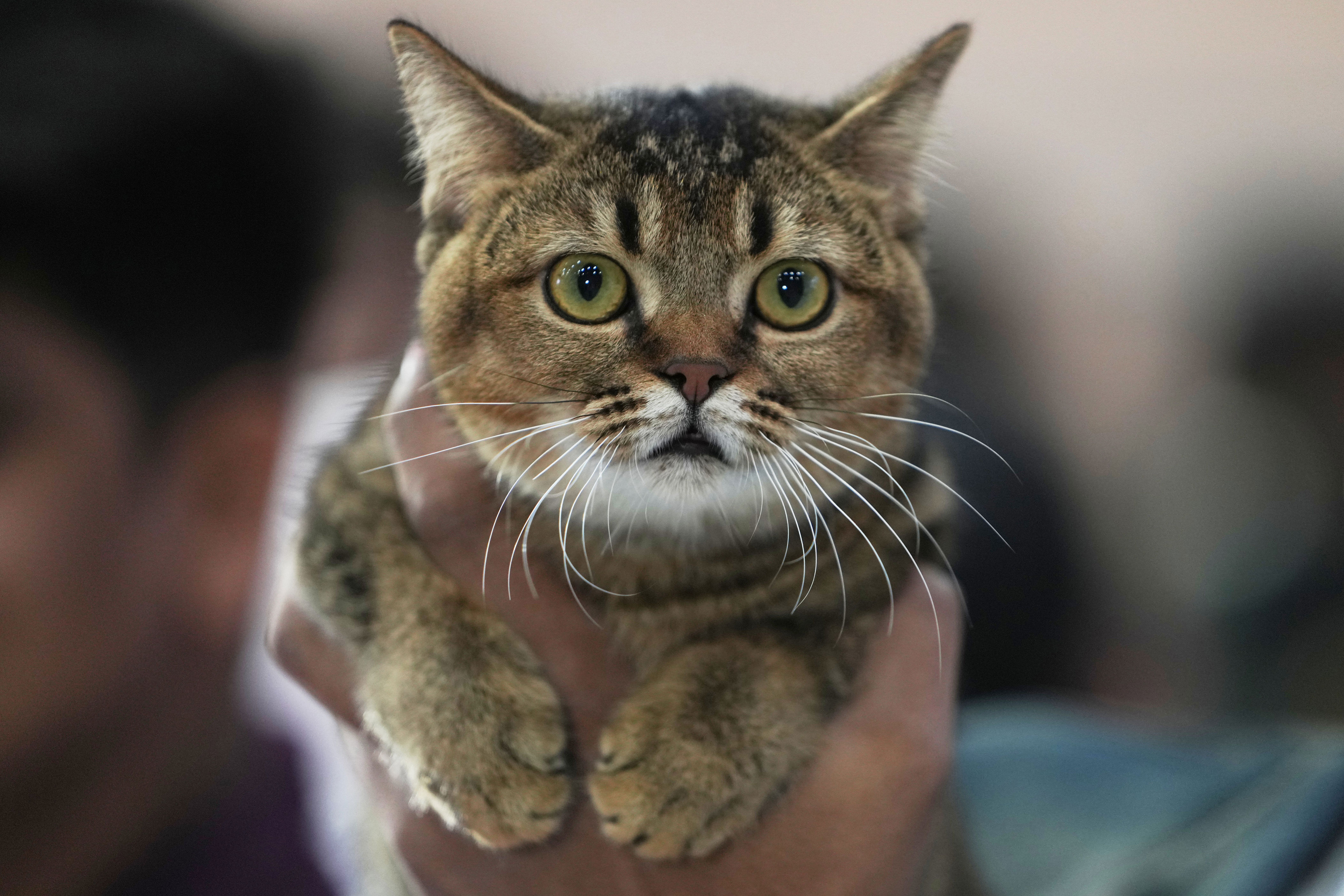 The science behind why cats meow and tigers roar