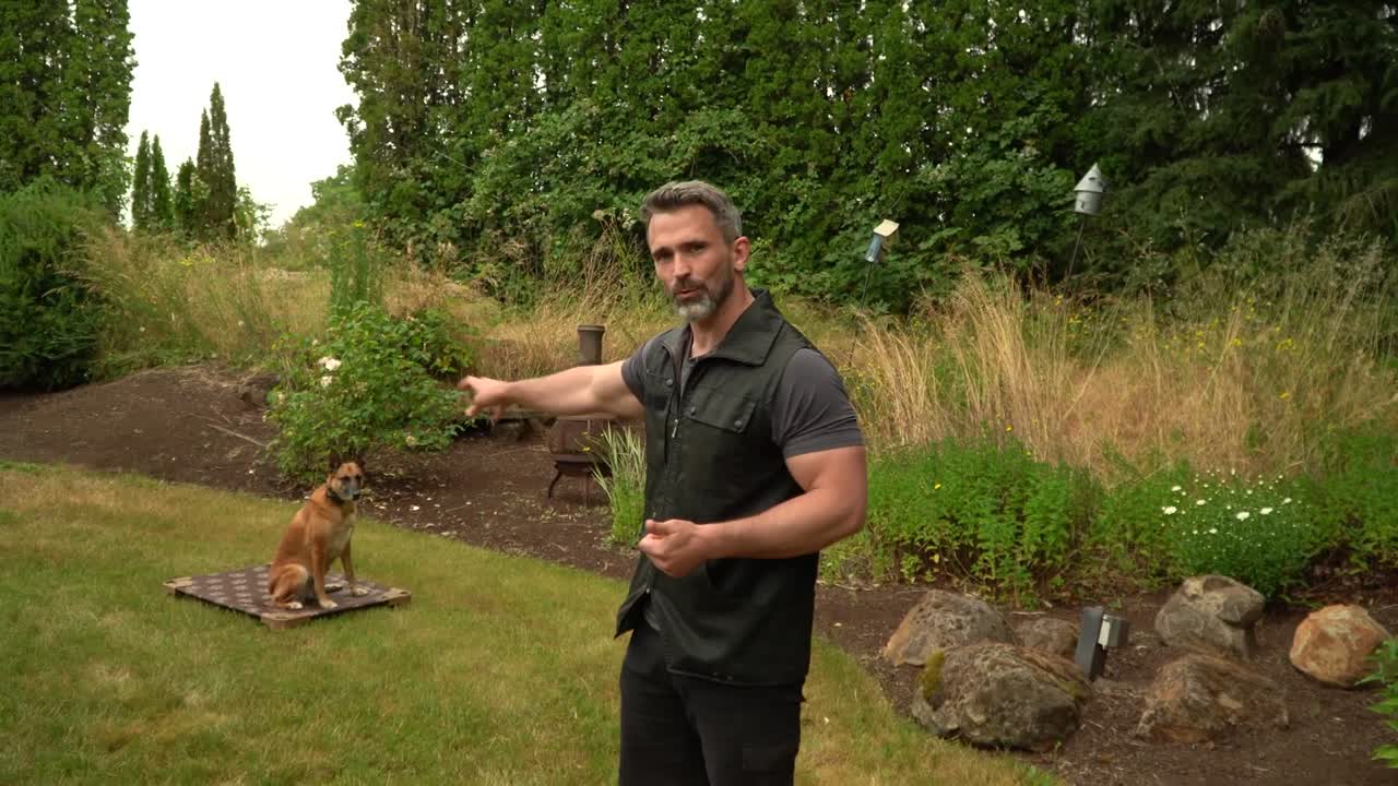The essential guide to dog training corrections
