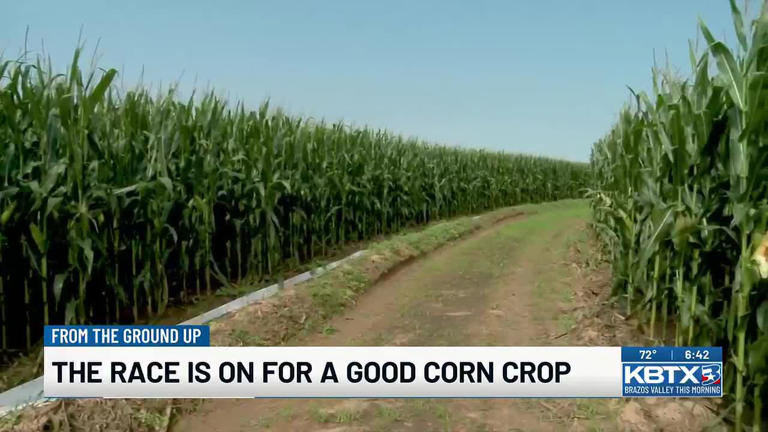 From the ground up: The race is on for a good corn crop