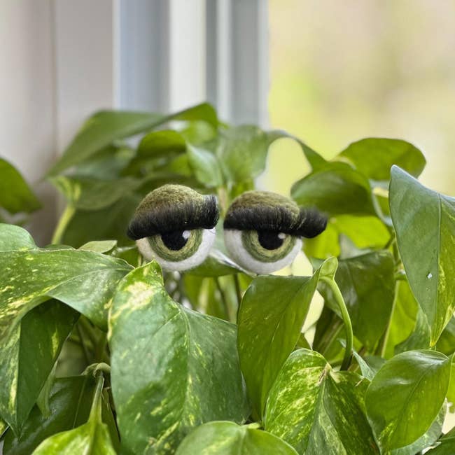 Googly eyes with eyelashes added to a leafy houseplant, creating a playful, humorous face-like appearance for a home decoration article