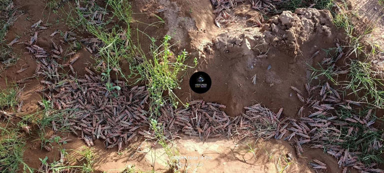 Desert locusts threaten Errachidia oases and date harvest