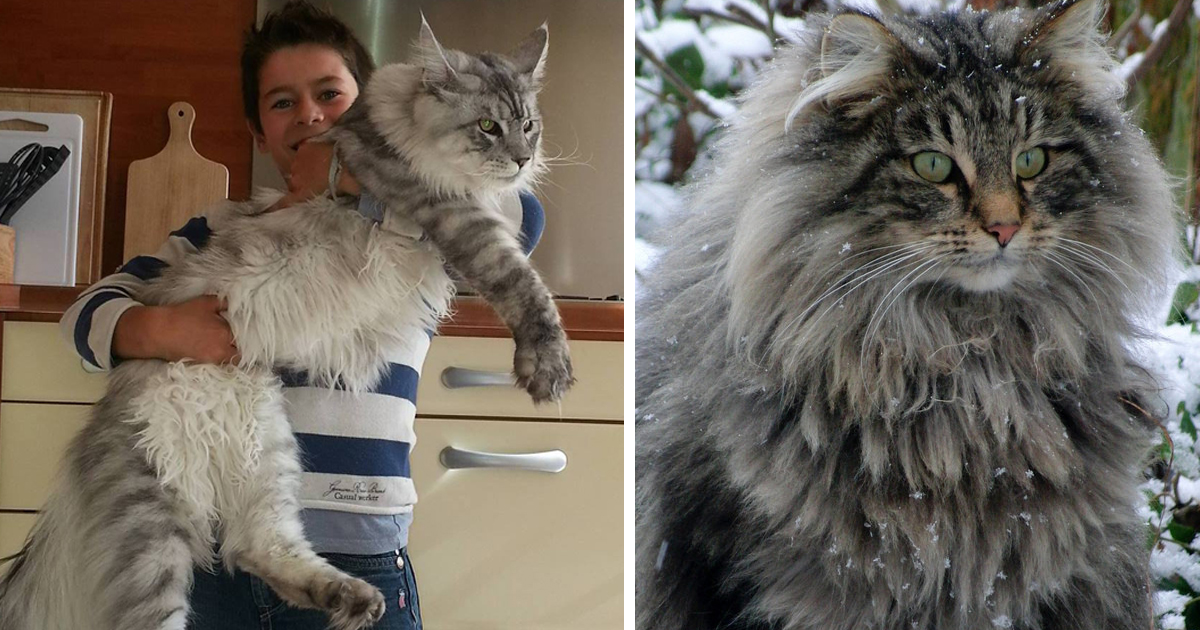 51 massive Maine Coon cats known for being huge softies