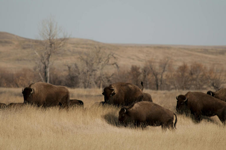 Bison restoration efforts and grazing rights hinge on one question: Are ...