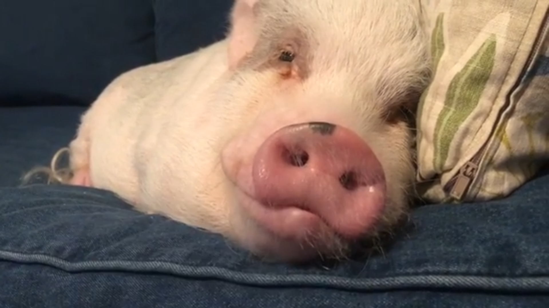 Irresistible pig moments