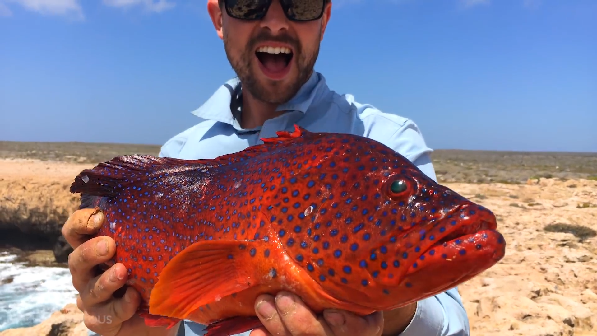 He caught a devil fish on a deserted island - and soon wished he hadn't