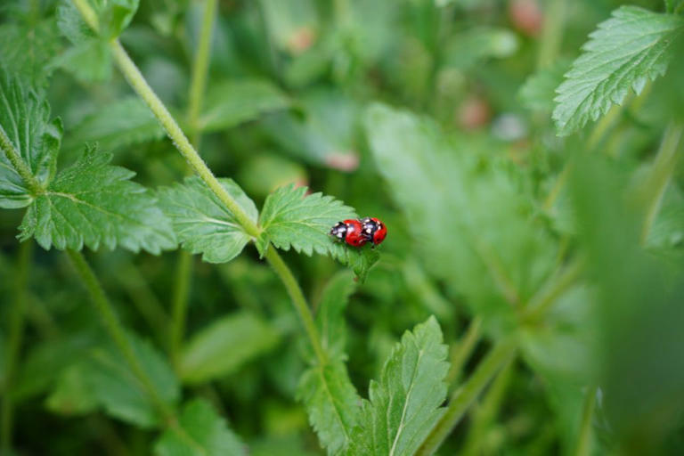 Study finds day-old caterpillars can recognize a ladybug’s footsteps