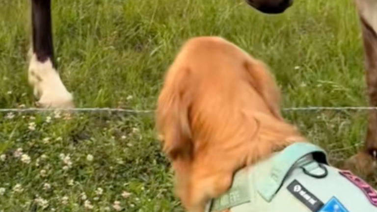 Golden retriever's morning ritual with farm animals has everyone in ...