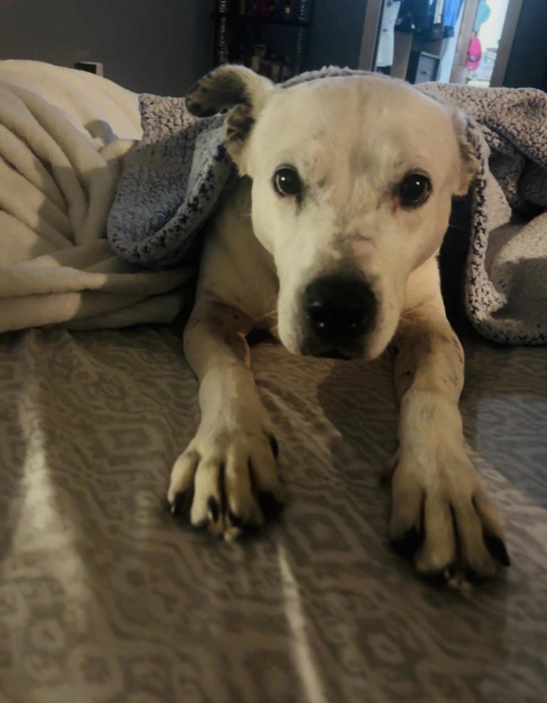 Senior dog finds forever home after years at Humane Society of Odessa
