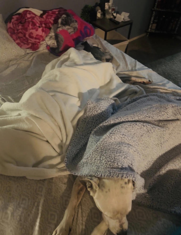 Senior dog finds forever home after years at Humane Society of Odessa