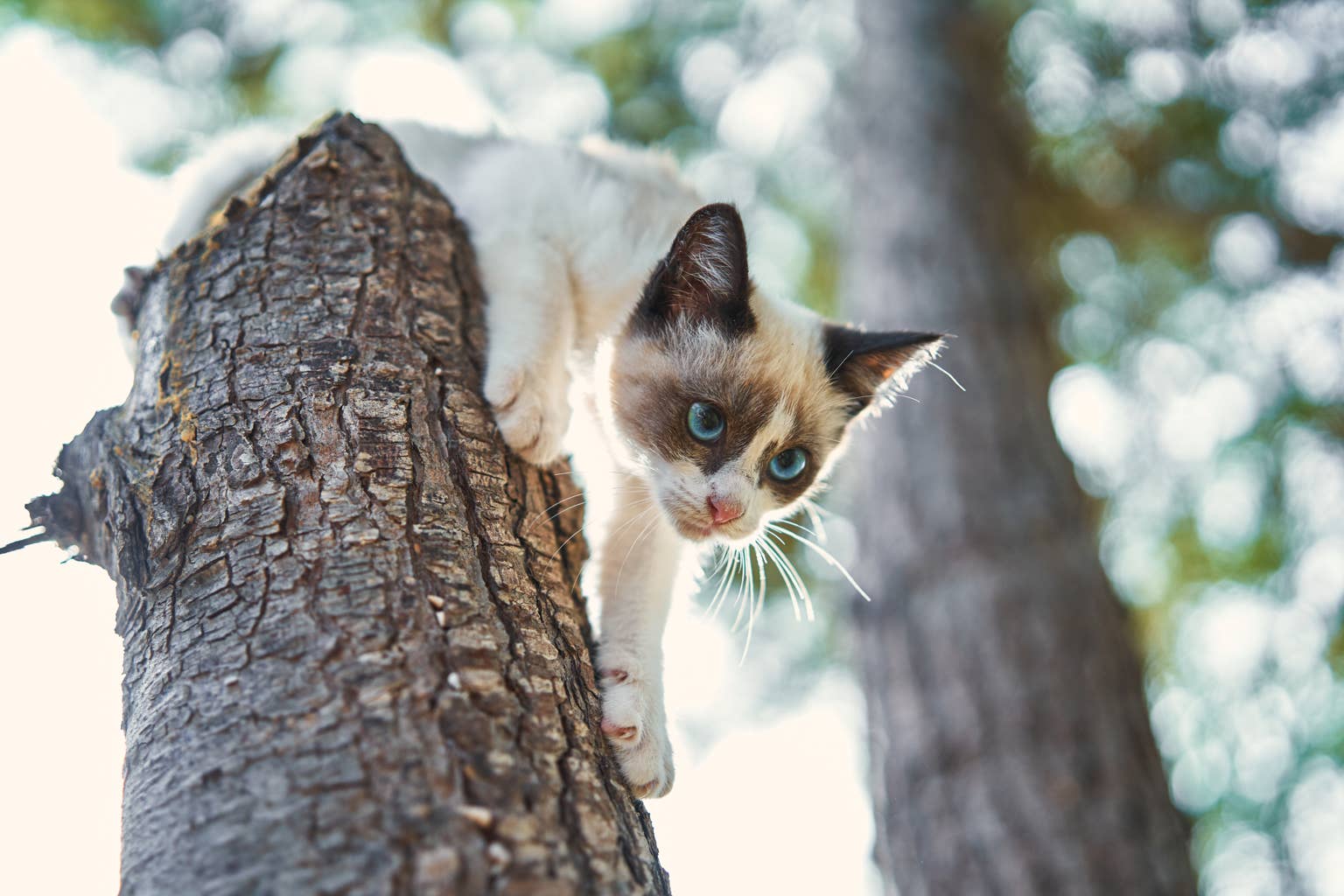 A kitten's first hiking trip is absolutely everything we needed to see
