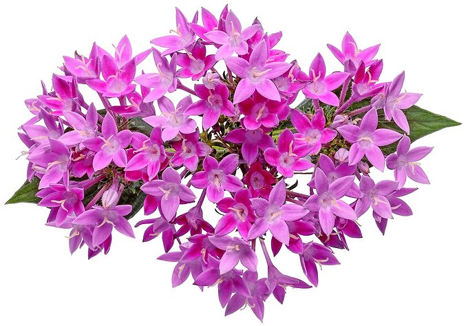 Pw Pentas Sunstar Lavender 02