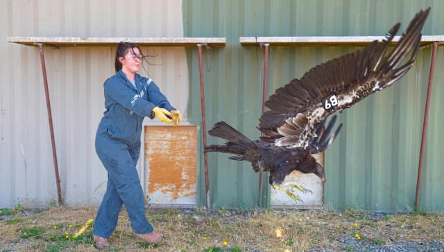 Young California condor's 380-mile journey brings the species back to ...