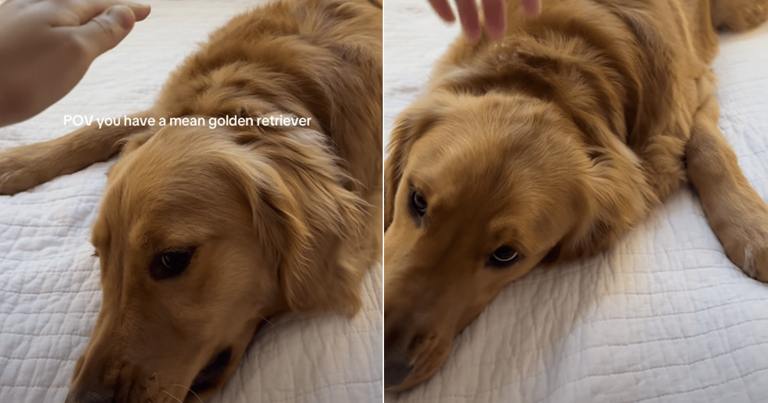 Video shows 'mean' golden retrievers are real