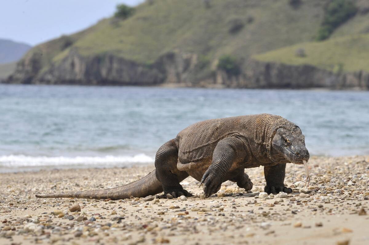 Inside the life of the Komodo dragon, the world's largest lizard
