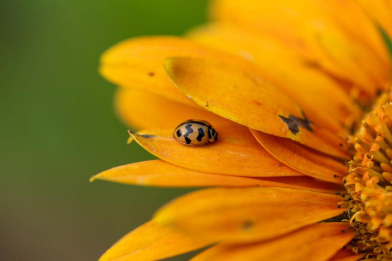 Study finds day-old caterpillars can recognize a ladybug’s footsteps