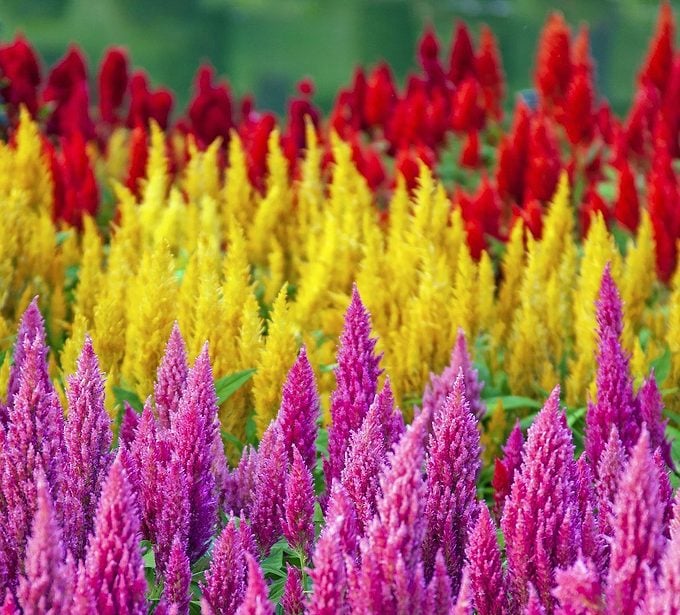 Colorful,photo,of,flower,field,in,winter,.,celosia,plumosa