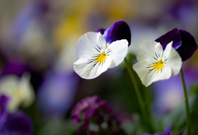Pansy Corrinnesmith