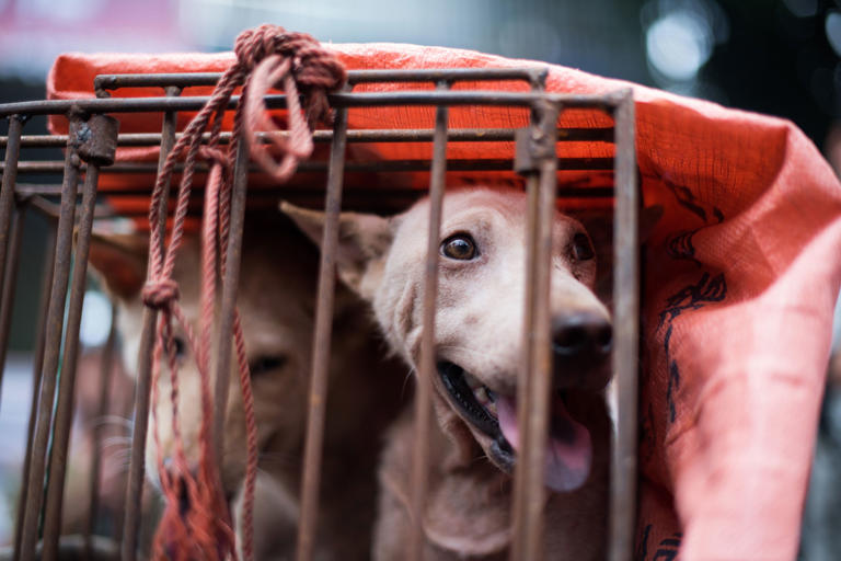 Border collie with 1.5 million followers killed and eaten, owner says