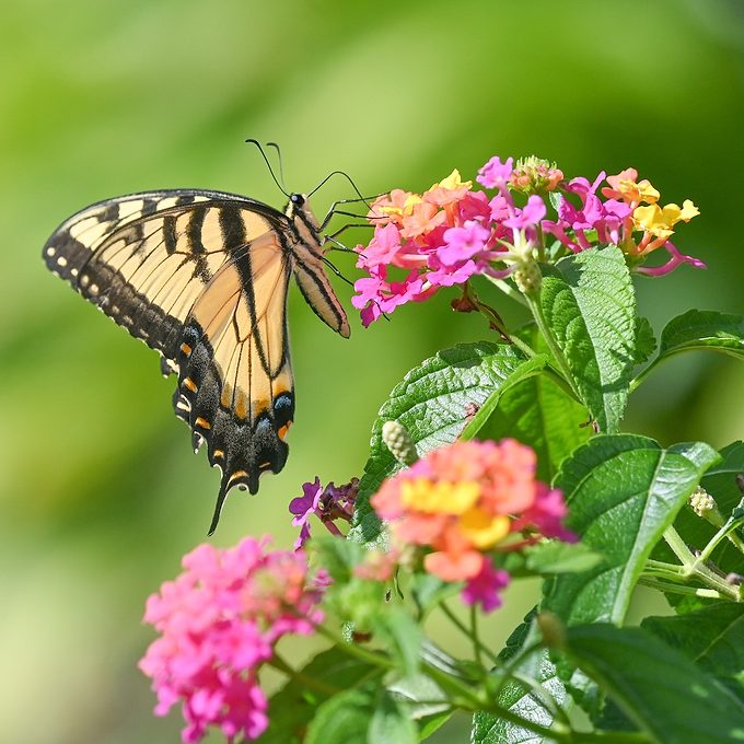 Lantana Andyraupp