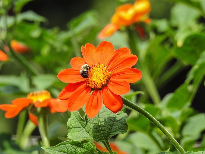 Mexicansunflower Davidmeyer
