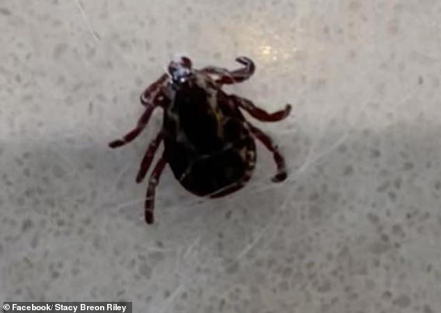 Midwest family and their dog set upon by plague of ticks while walking ...