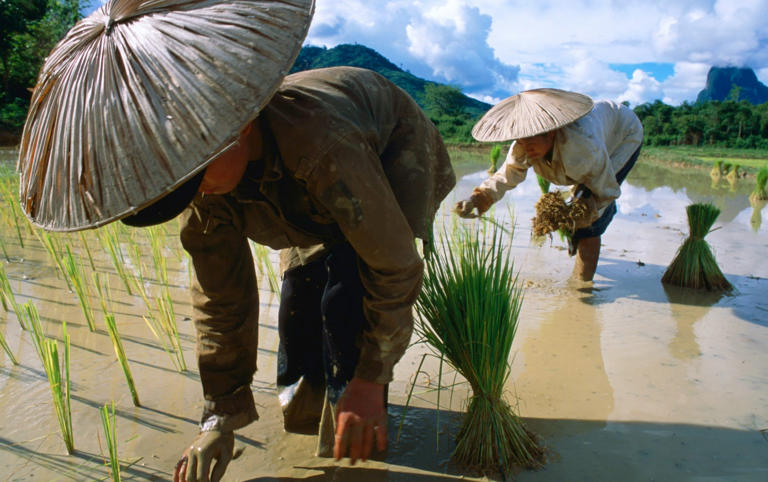 Rice crops are particularly vulnerable to contaminated water absorption - Jerry Galea/Getty Images