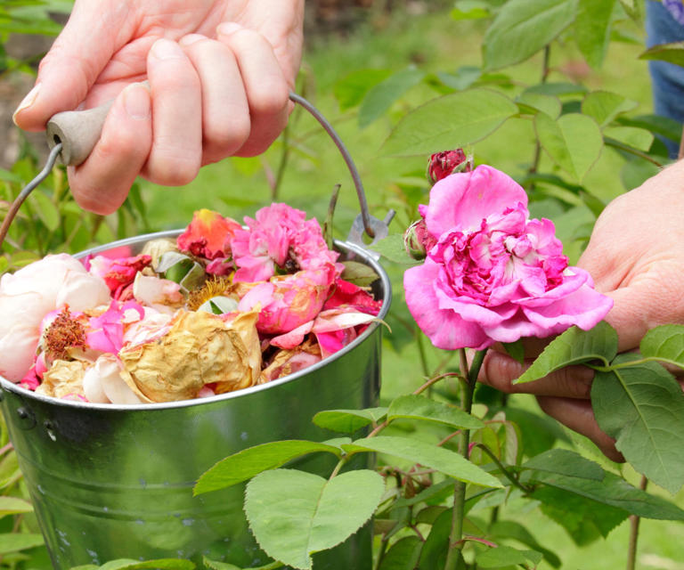 get-more-flowers-from-your-plants-all-summer-with-these-6-expert-tricks