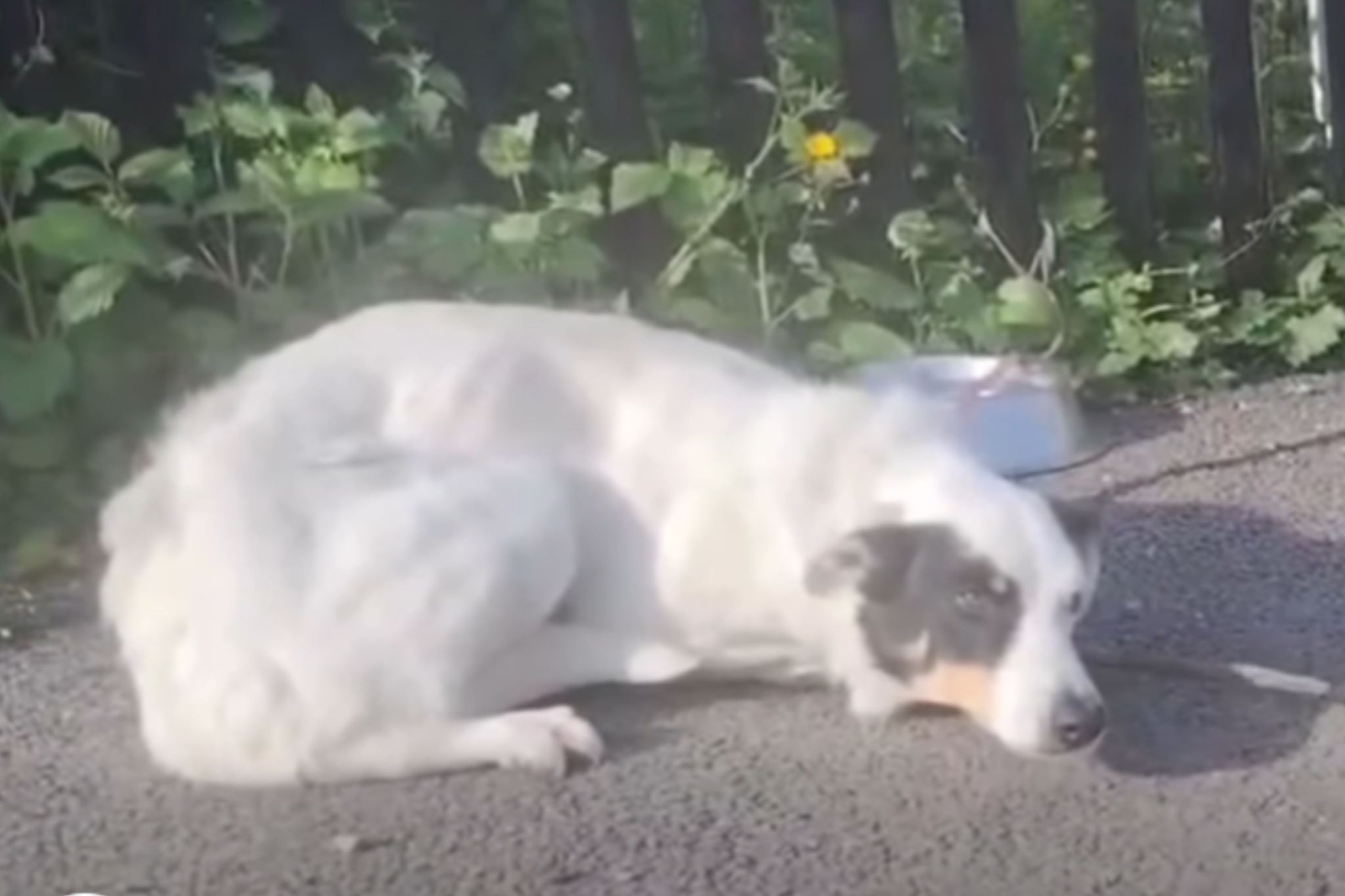 Shelter staff saddened by what's on note found with dog abandoned outside