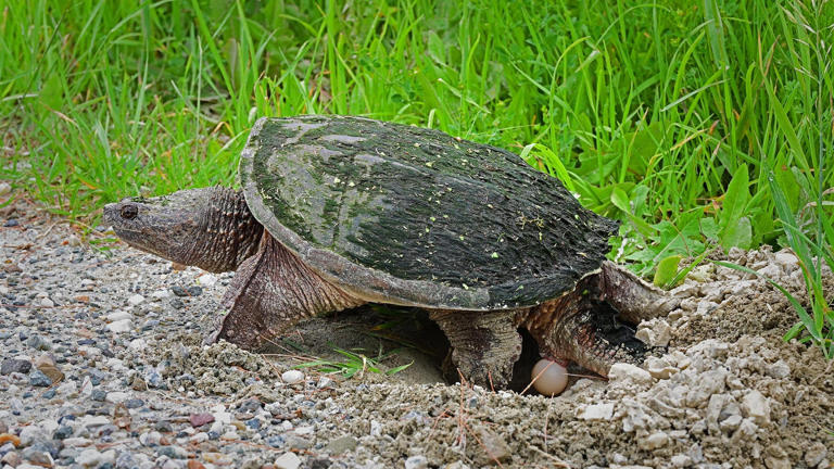 Flowery Branch police officer tries to wrangle snapping turtle in viral ...