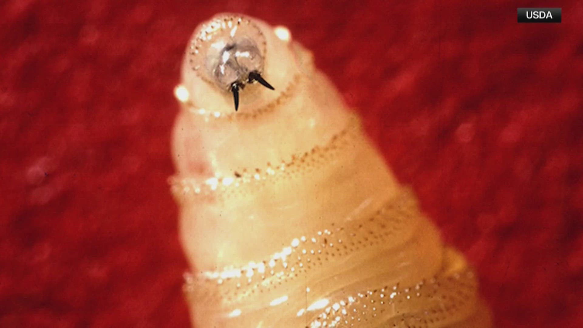 USDA says calf in south Texas is infected with a screwworm fly, warns ...
