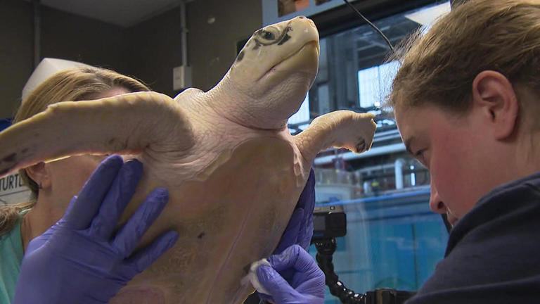 New England Aquarium's sea turtle hospital gives hundreds a second ...