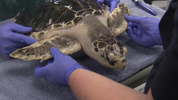 New England Aquarium's sea turtle hospital gives hundreds a second ...