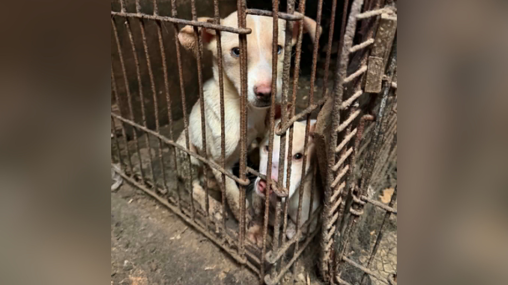 Over 60 dogs, cats rescued from deplorable conditions at Pittsburgh ...